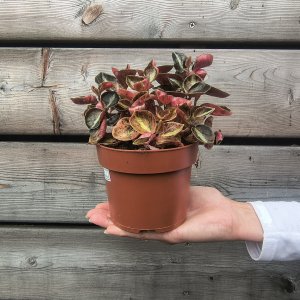 Peperomia caperata (Peperómia) ´CREME BRULEE´ - kont. C1L, výška 10-15 cm ⌀ 15 cm